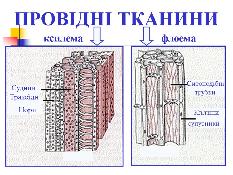 ПРОВІДНІ ТКАНИНИ ксилема флоема Судини Трахеїди      Пори  Ситоподібні